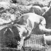 Թուրքերի կողմից Մուշի մոտակայքում ճանապարհի վրա սպանված հայ աշխատավորի մարմինը 